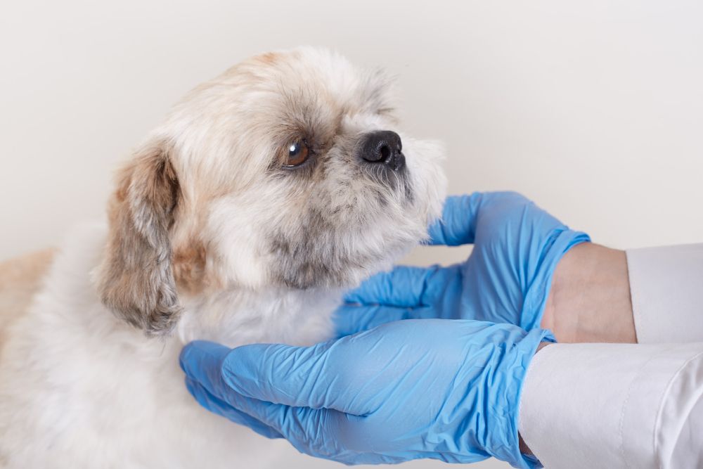 Allergy Testing at Best Friends Pet Hospital in Monrovia, CA
