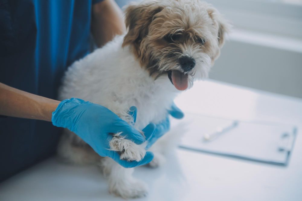 Dermatology at Best Friends Pet Hospital in Monrovia, CA