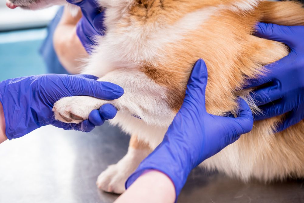 Knee Cap Dislocation Surgery at Best Friends Pet Hospital in Monrovia, CA