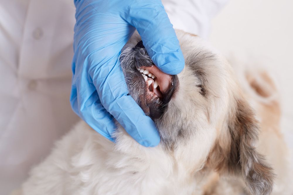 Ear Surgery at Best Friends Pet Hospital in Monrovia, CA