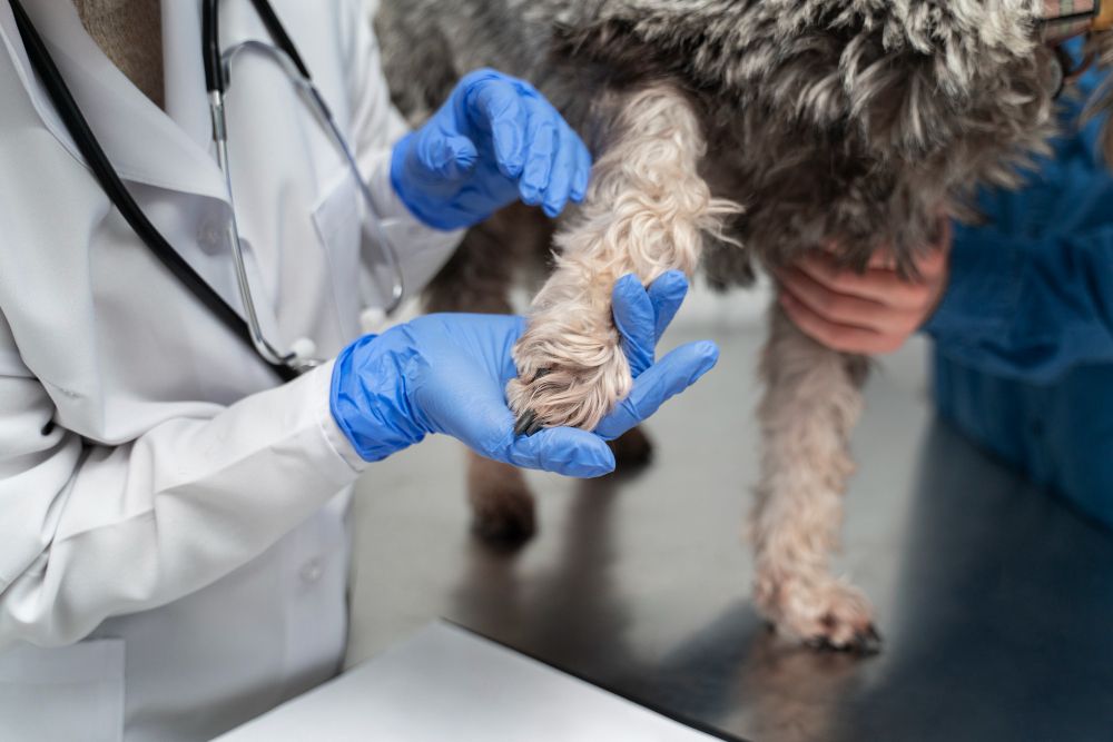FHO (Femoral Head Ostectomy) at Best Friends Pet Hospital in Monrovia, CA