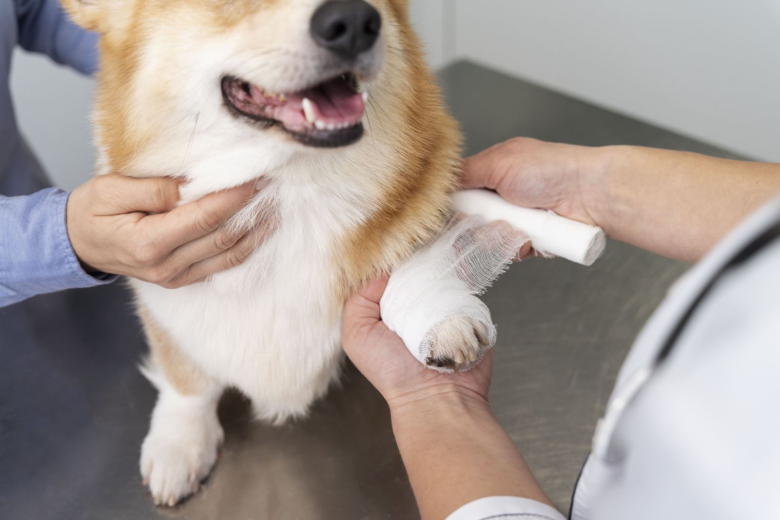 FHO (Femoral Head Ostectomy) at Best Friends Pet Hospital in Monrovia, CA