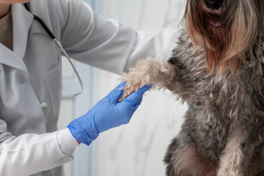 Knee Cap Dislocation Surgery at Best Friends Pet Hospital in Monrovia, CA