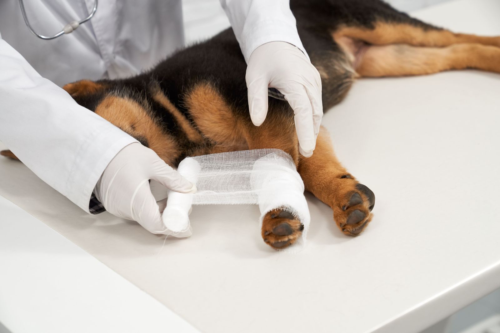 Orthopedic Surgery at Best Friends Pet Hospital in Monrovia, CA