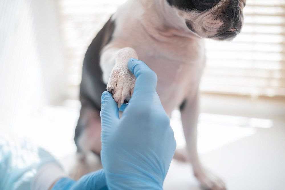 ACL Repair at Best Friends Pet Hospital in Monrovia, CA