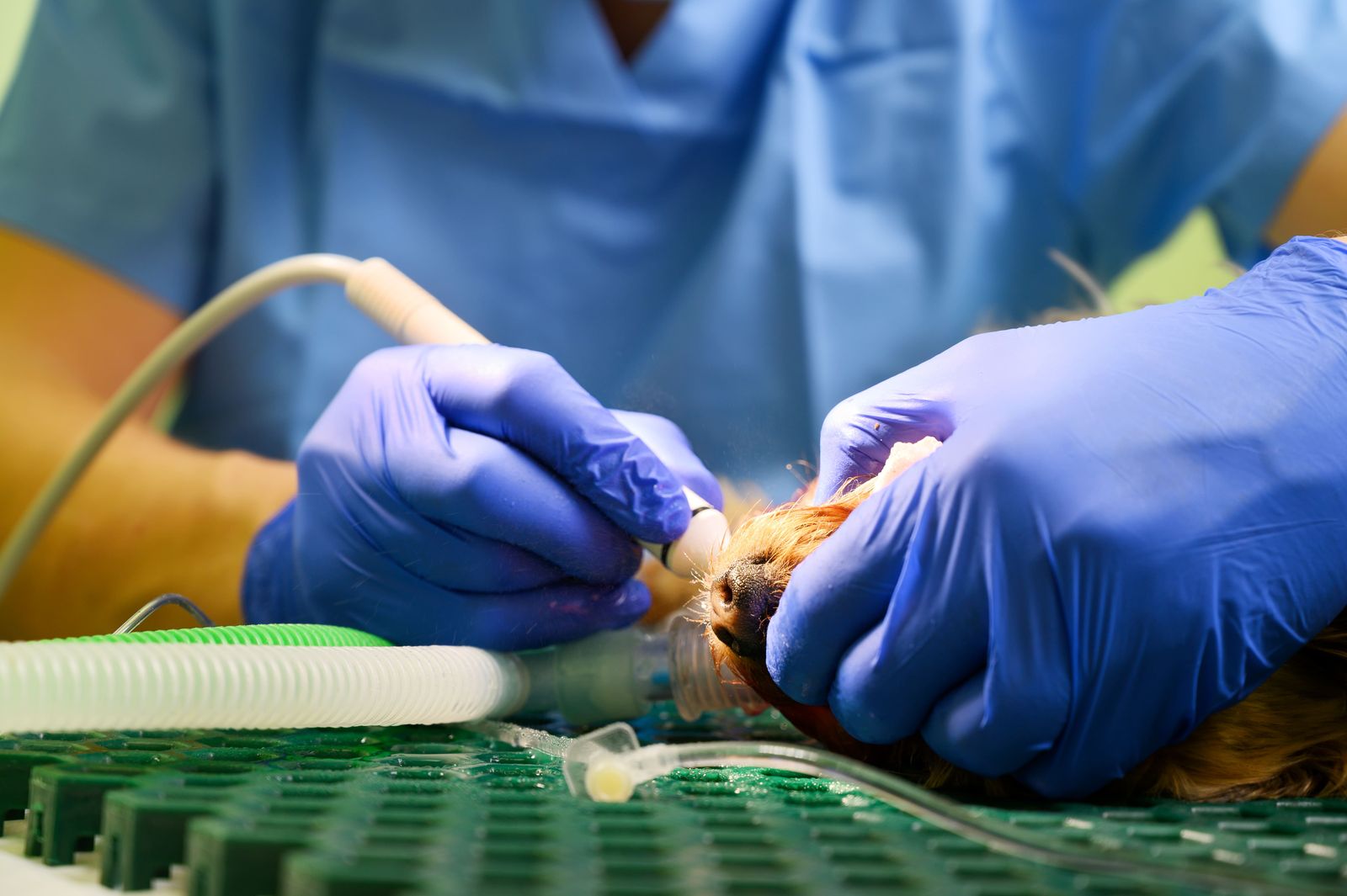 Dental Surgery at Best Friends Pet Hospital in Monrovia, CA