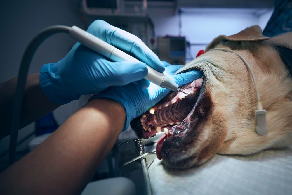 Dental Surgery at Best Friends Pet Hospital in Monrovia, CA