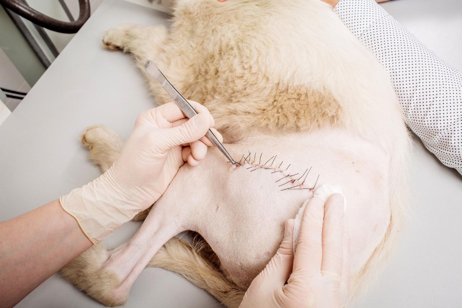 Internal Surgery at Best Friends Pet Hospital in Monrovia, CA