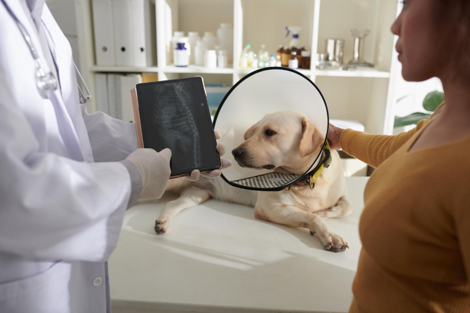 Spay & Neuter at Best Friends Pet Hospital in Monrovia, CA