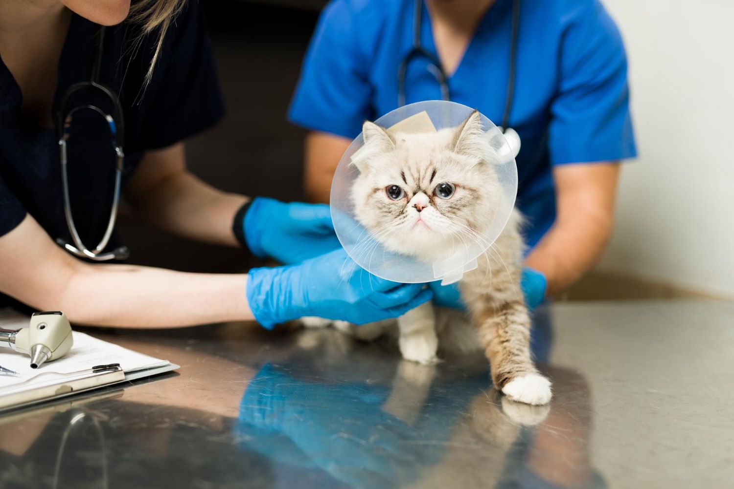 Spay & Neuter at Best Friends Pet Hospital in Monrovia, CA