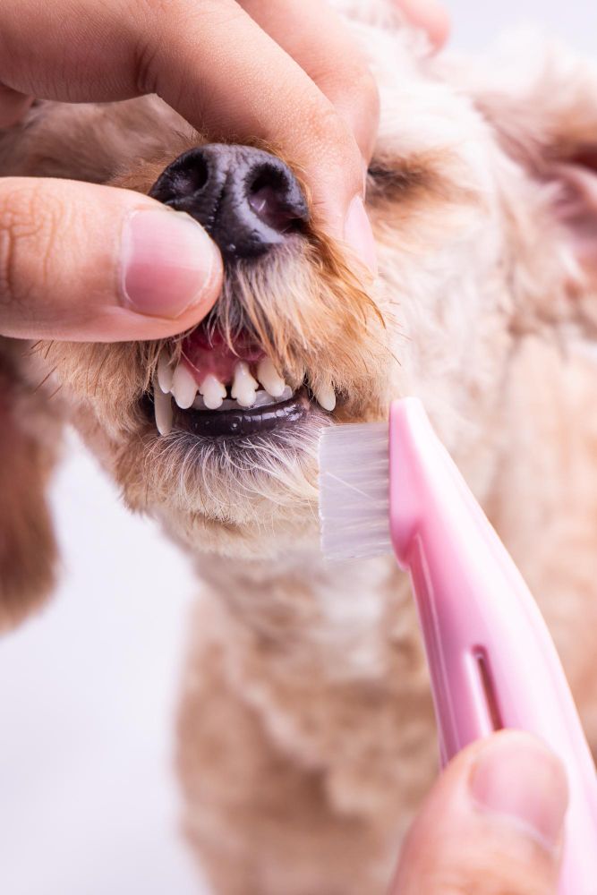 Teeth Cleaning - Preventing Gingivitis at Best Friends Pet Hospital in Monrovia, CA
