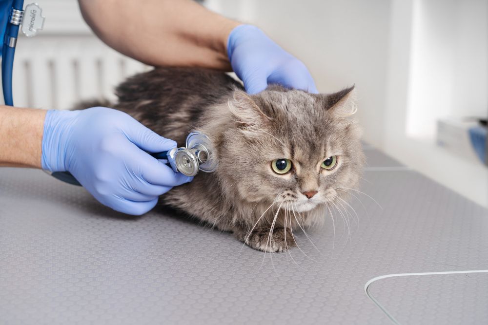 Electrocardiogram at Best Friends Pet Hospital in Monrovia, CA