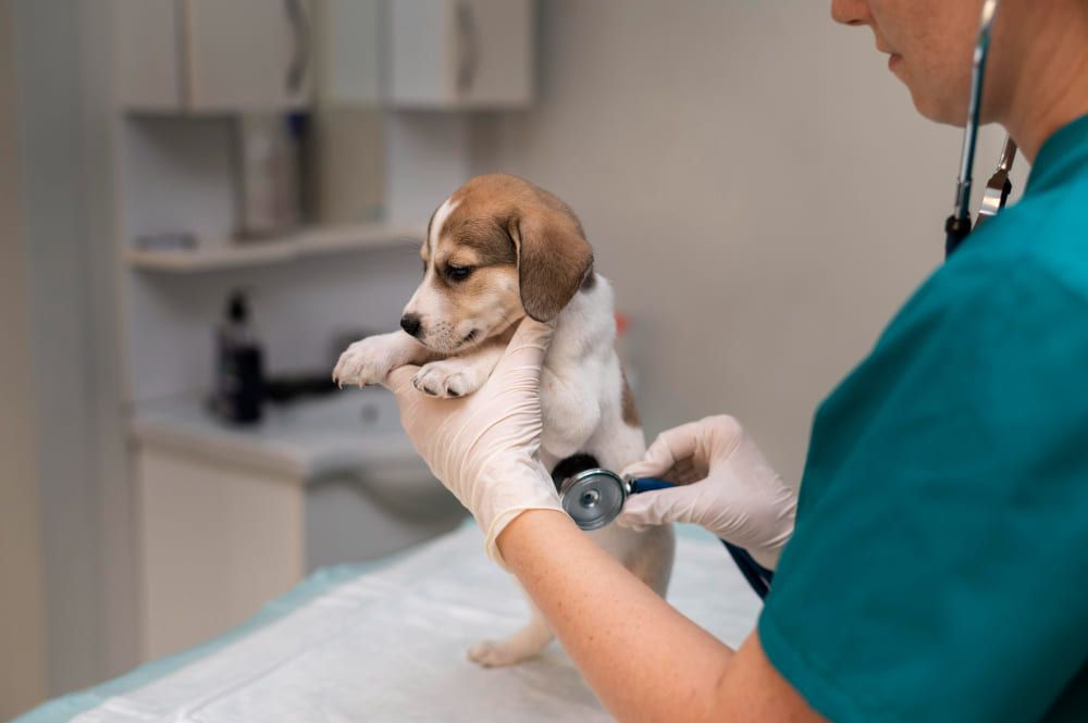 Electrocardiogram at Best Friends Pet Hospital in Monrovia, CA