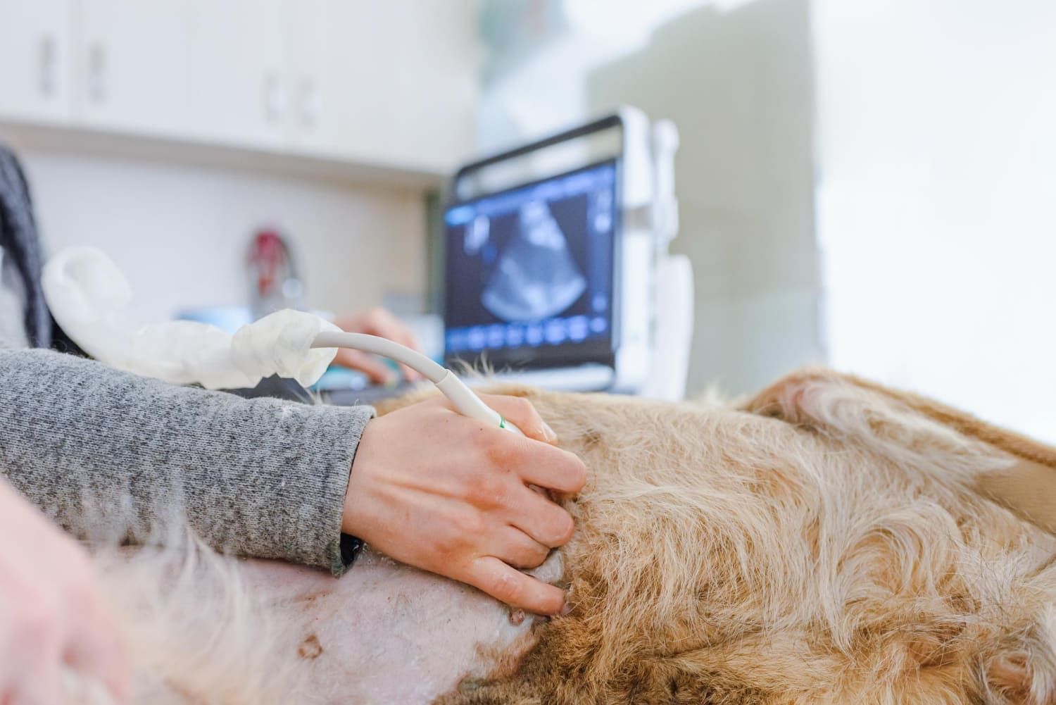 Veterinary Ultrasound at Best Friends Pet Hospital in Monrovia, CA