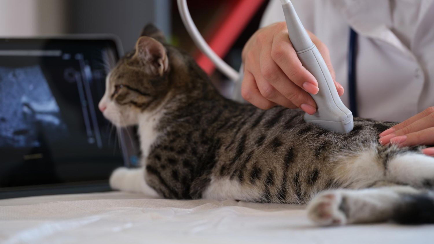 Veterinary Ultrasound at Best Friends Pet Hospital in Monrovia, CA