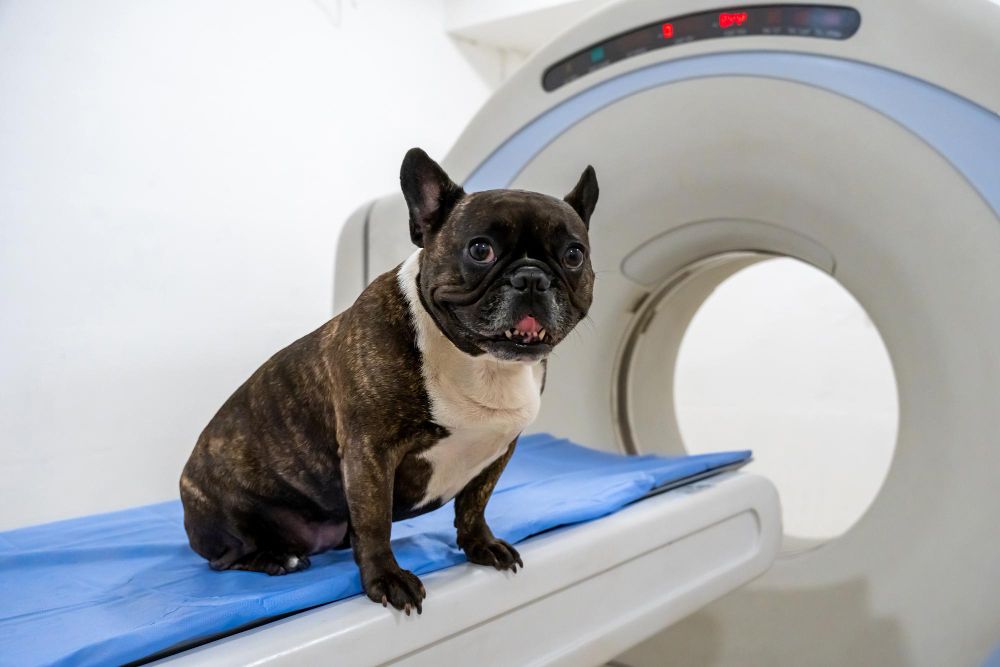 Digital Radiology at Best Friends Pet Hospital in Monrovia, CA