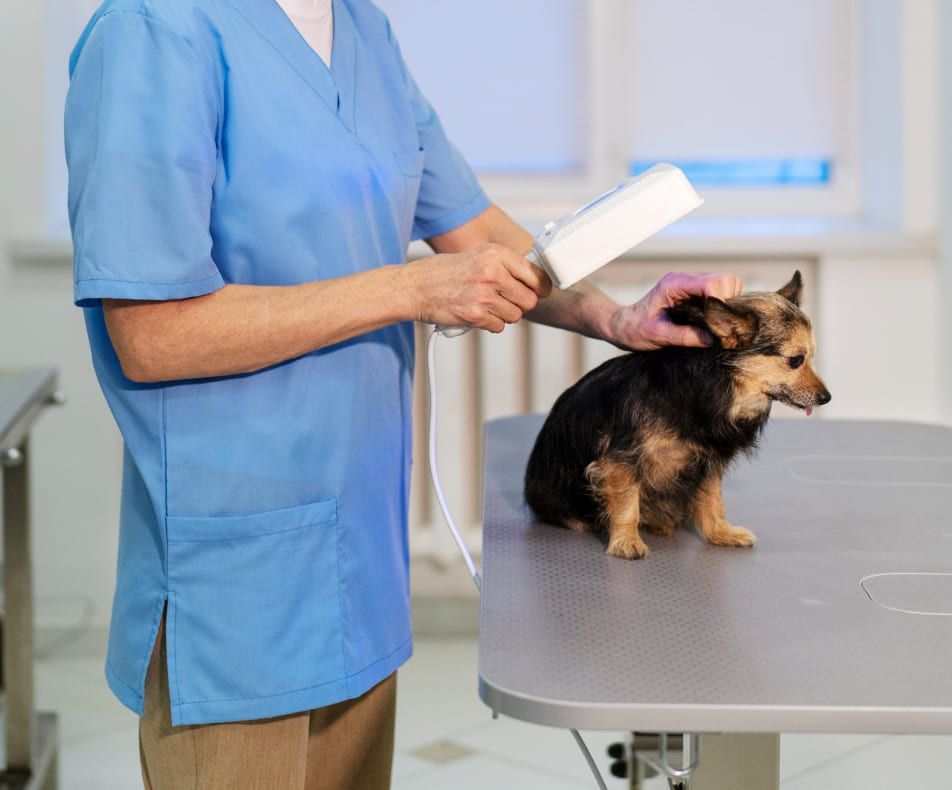 Diagnostic Laboratory at Best Friends Pet Hospital in Monrovia, CA