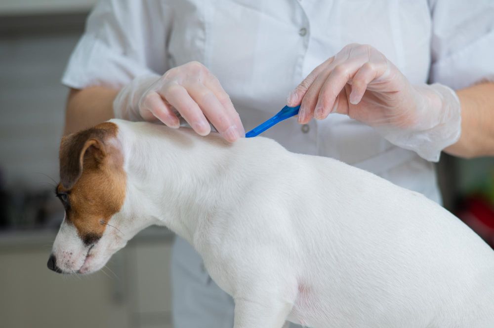 Vaccinations at Best Friends Pet Hospital in Monrovia, CA