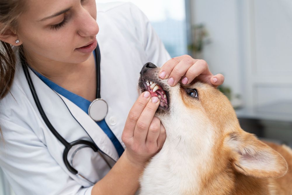 Comprehensive Physical Exams at Best Friends Pet Hospital in Monrovia, CA