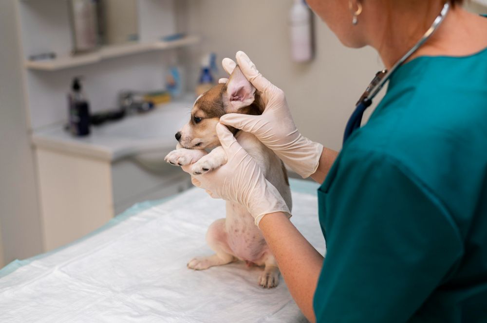 Comprehensive Physical Exams at Best Friends Pet Hospital in Monrovia, CA