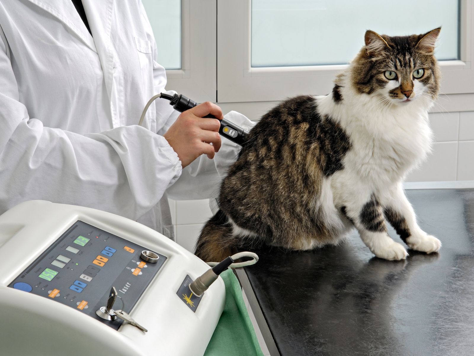 Cryotherapy at Best Friends Pet Hospital in Monrovia, CA
