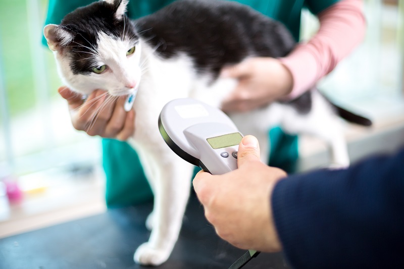 Veterinary team scanning a cat for a microchip