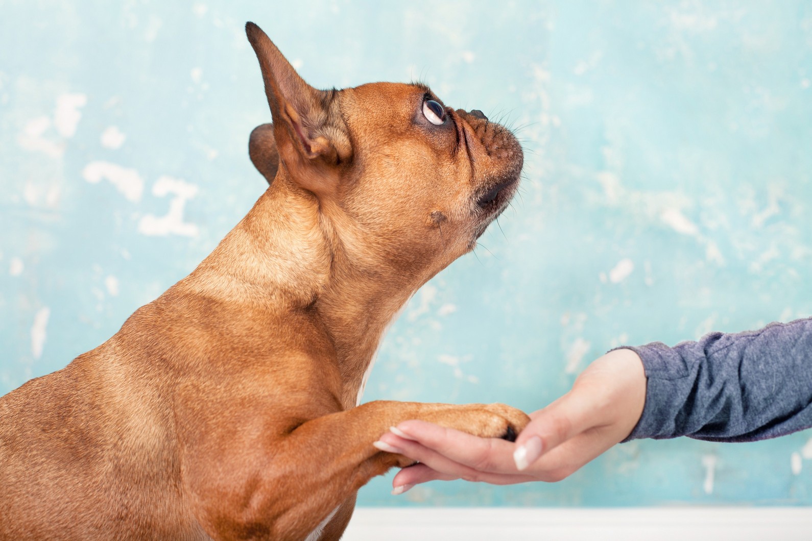 French bulldog giving a paw to its owner