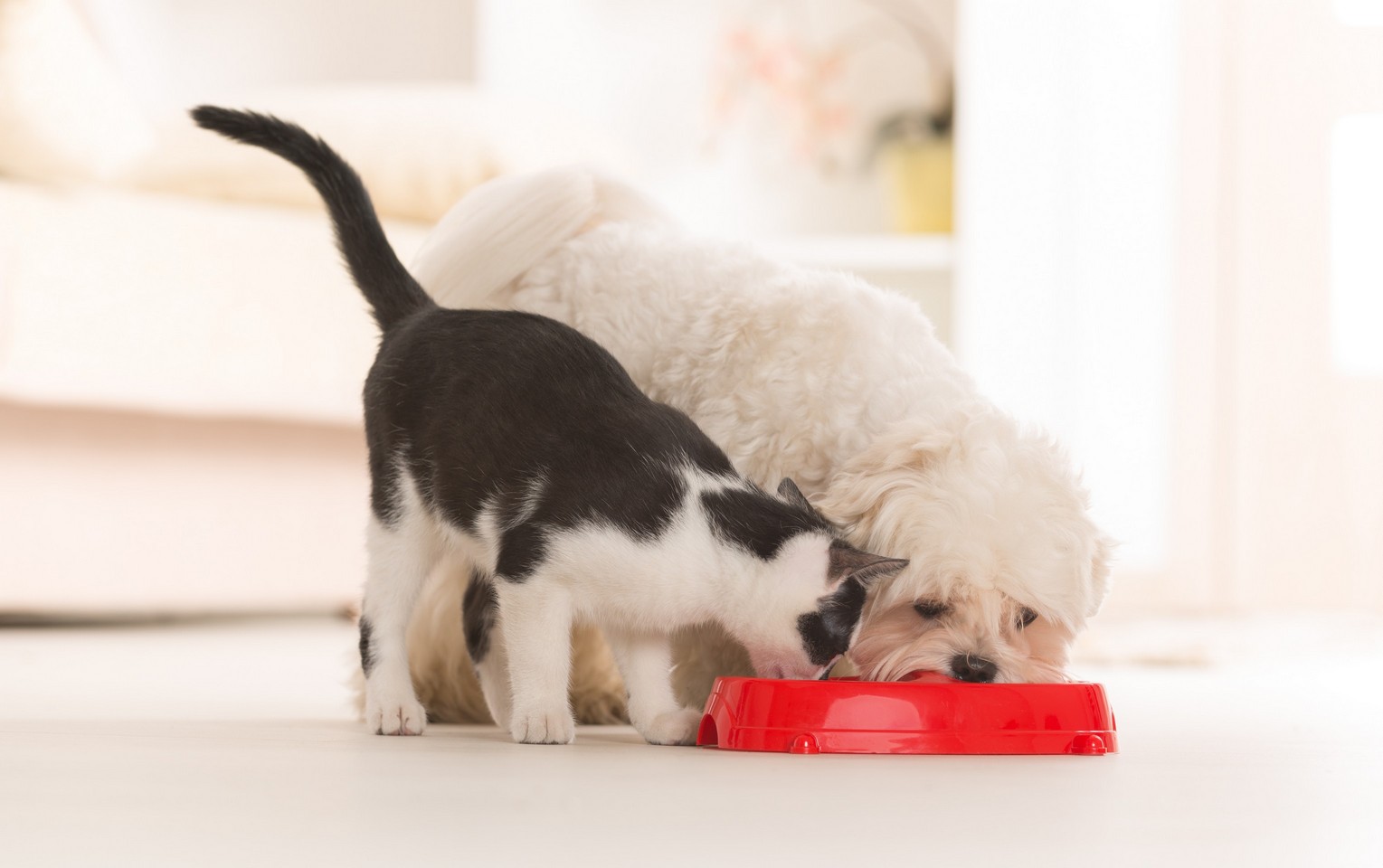 Puppy and kitten sharing a food bowl