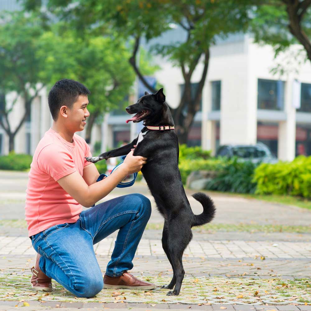 Man playing with his black dog outdoors