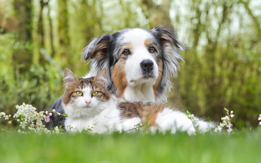 A golden retriever and a tabby cat cuddled together in the grass
