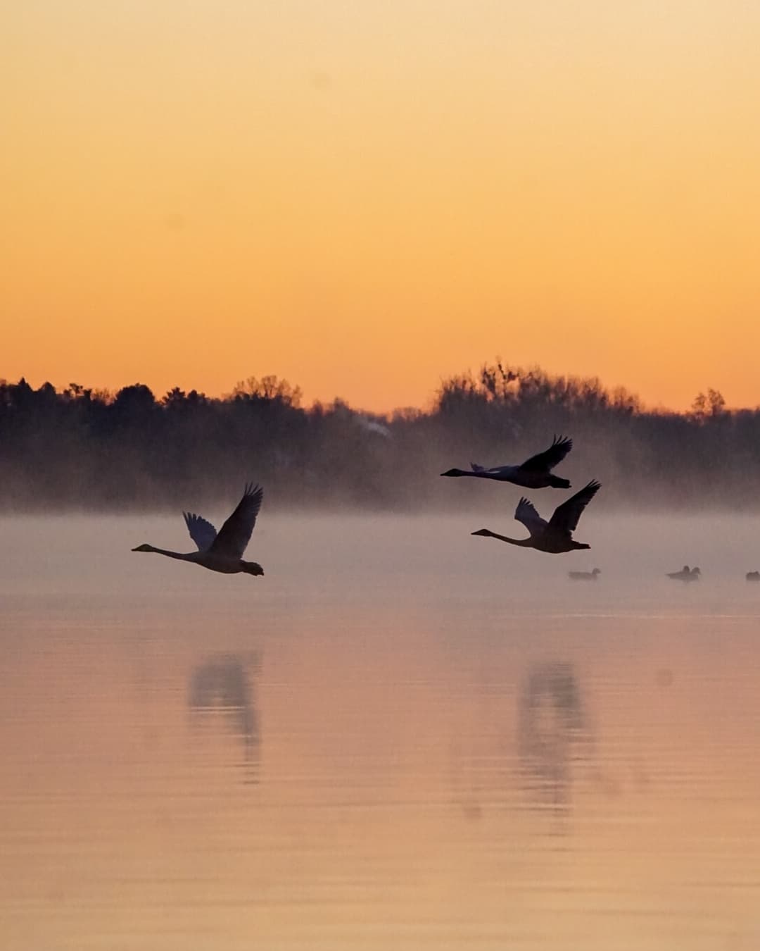 Schwäne fliegen im Morgennebel über einen See – Bloomenhof