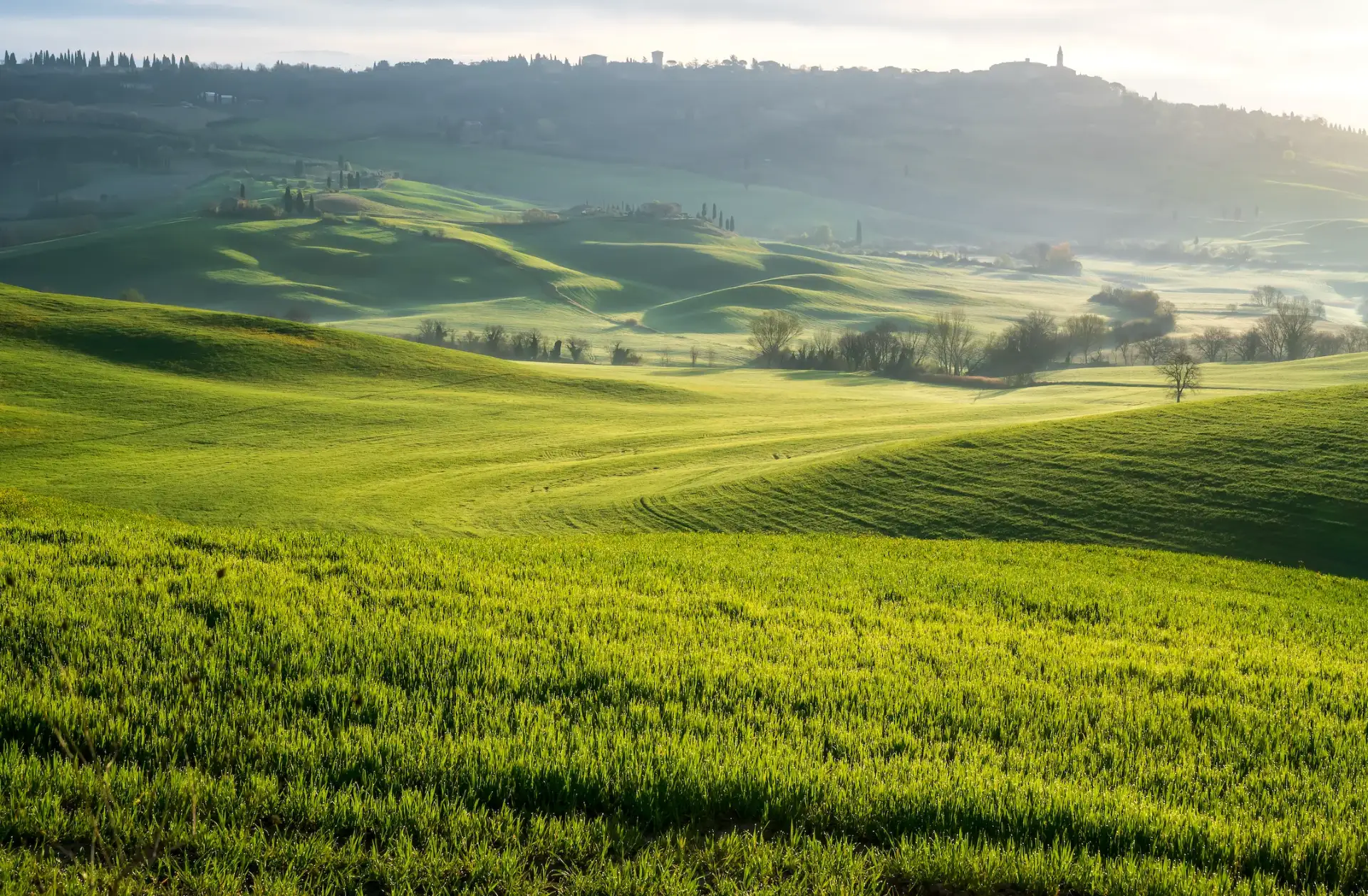 Rolling green farmland under a soft morning sky