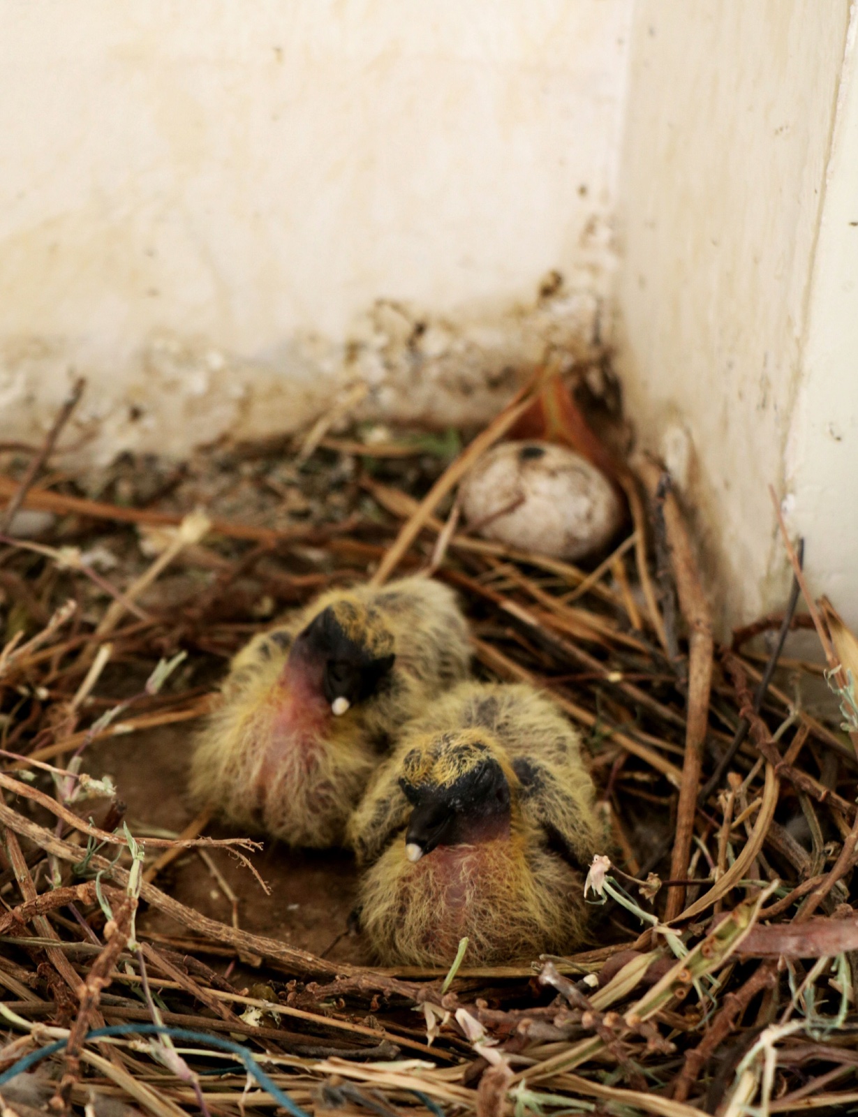 Two downy squabs in a stick nest beside an egg