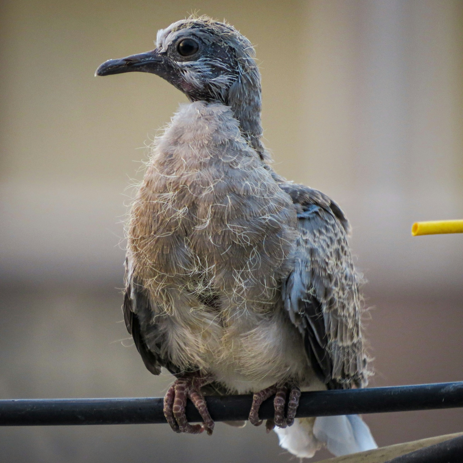 A young fledgling pigeon with wisps of down perched on a cable
