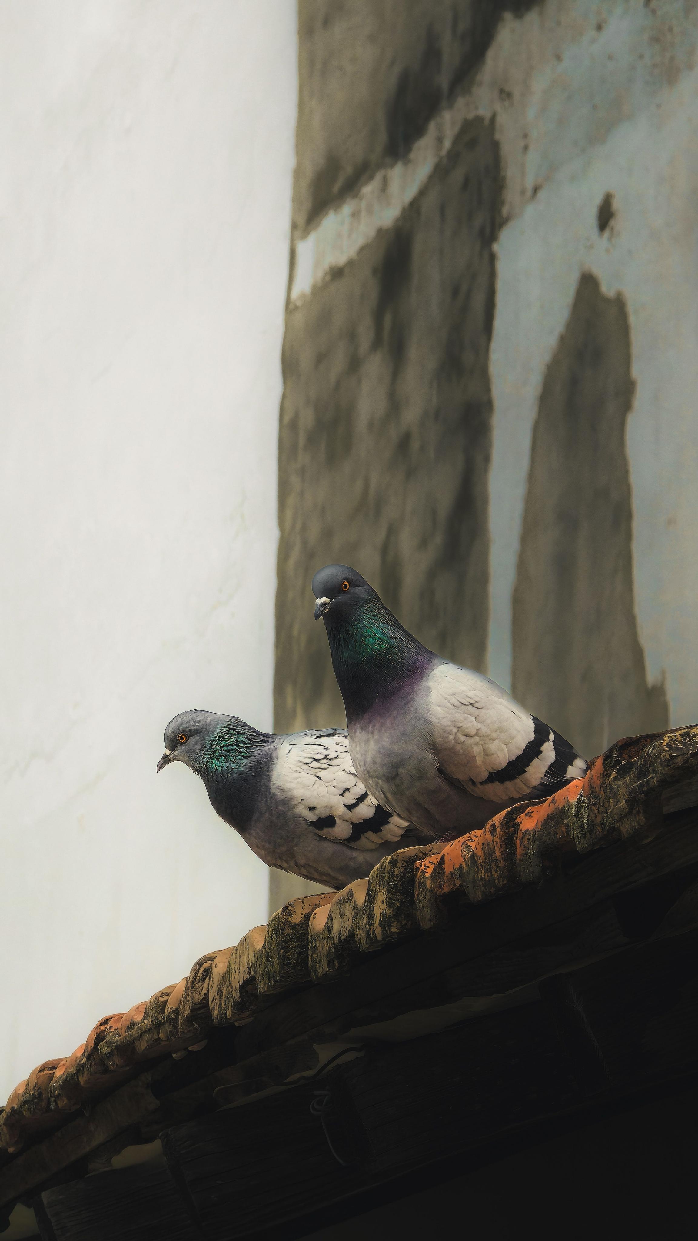 Passenger Pigeon Extinction: How Did Billions of Birds Disappear
