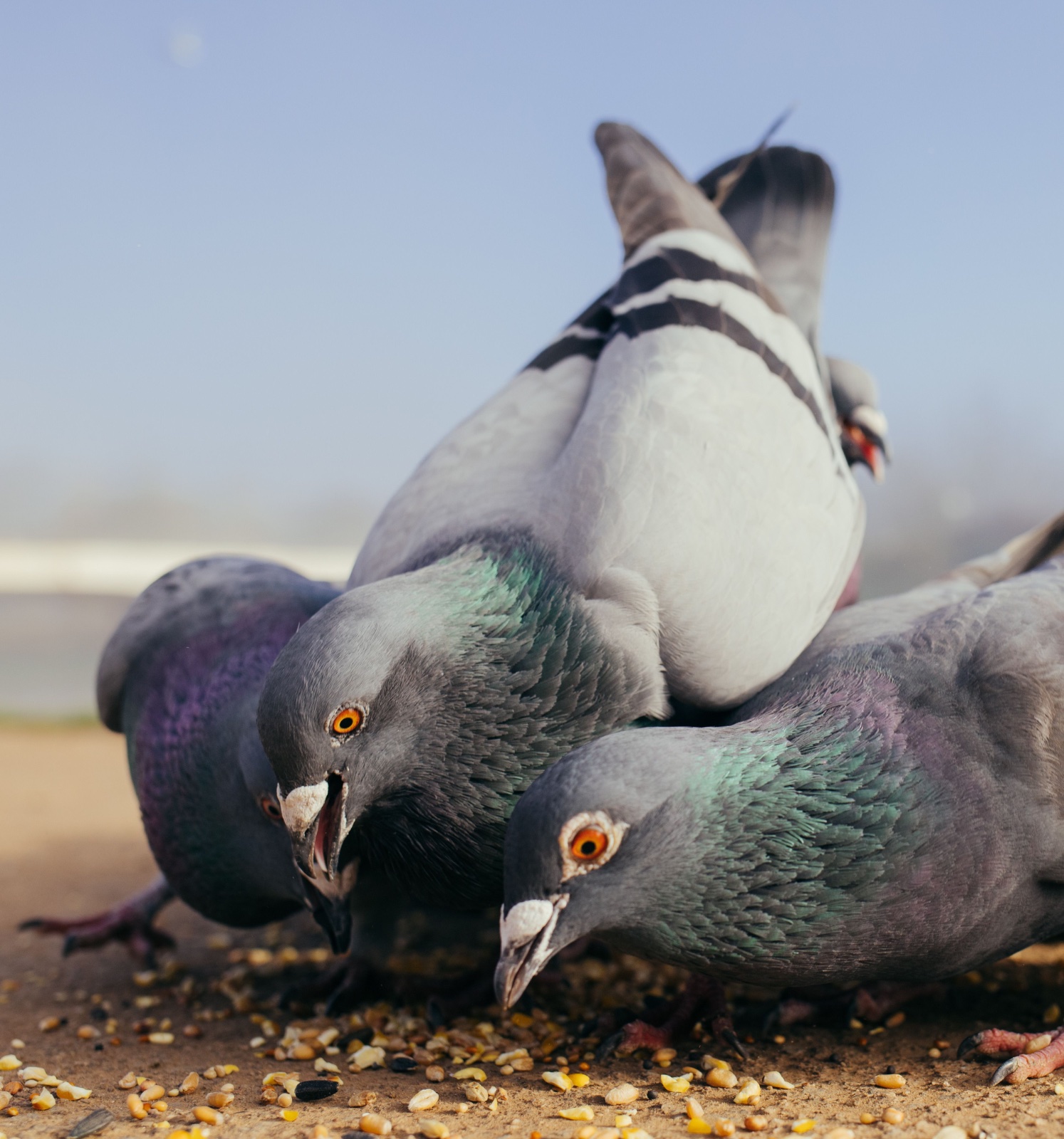 What Do Pigeons Eat?