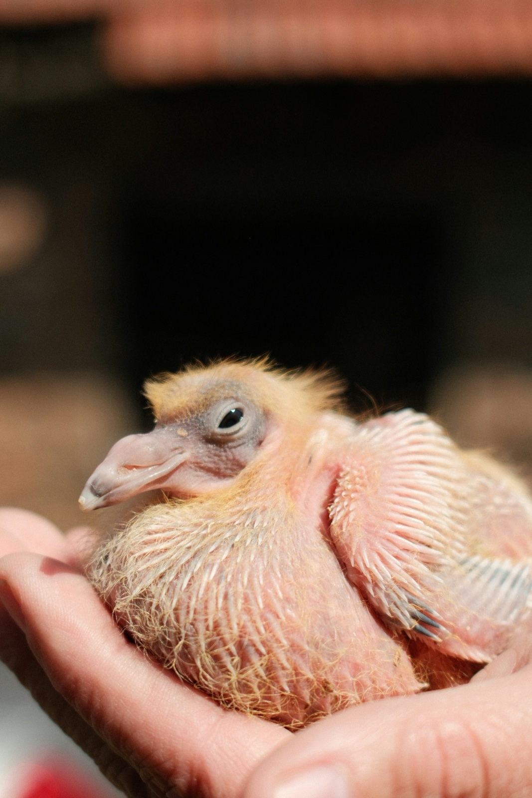 A young squab with sparse down and growing pin feathers