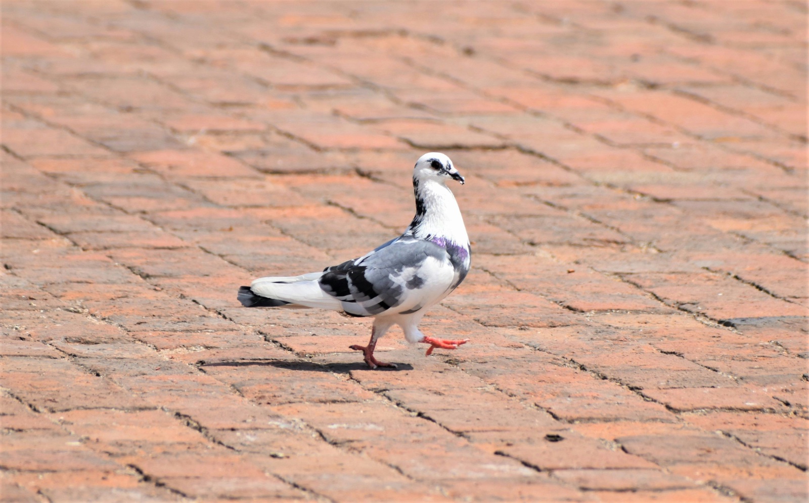 A white-splotched pigeon walking across brick paving