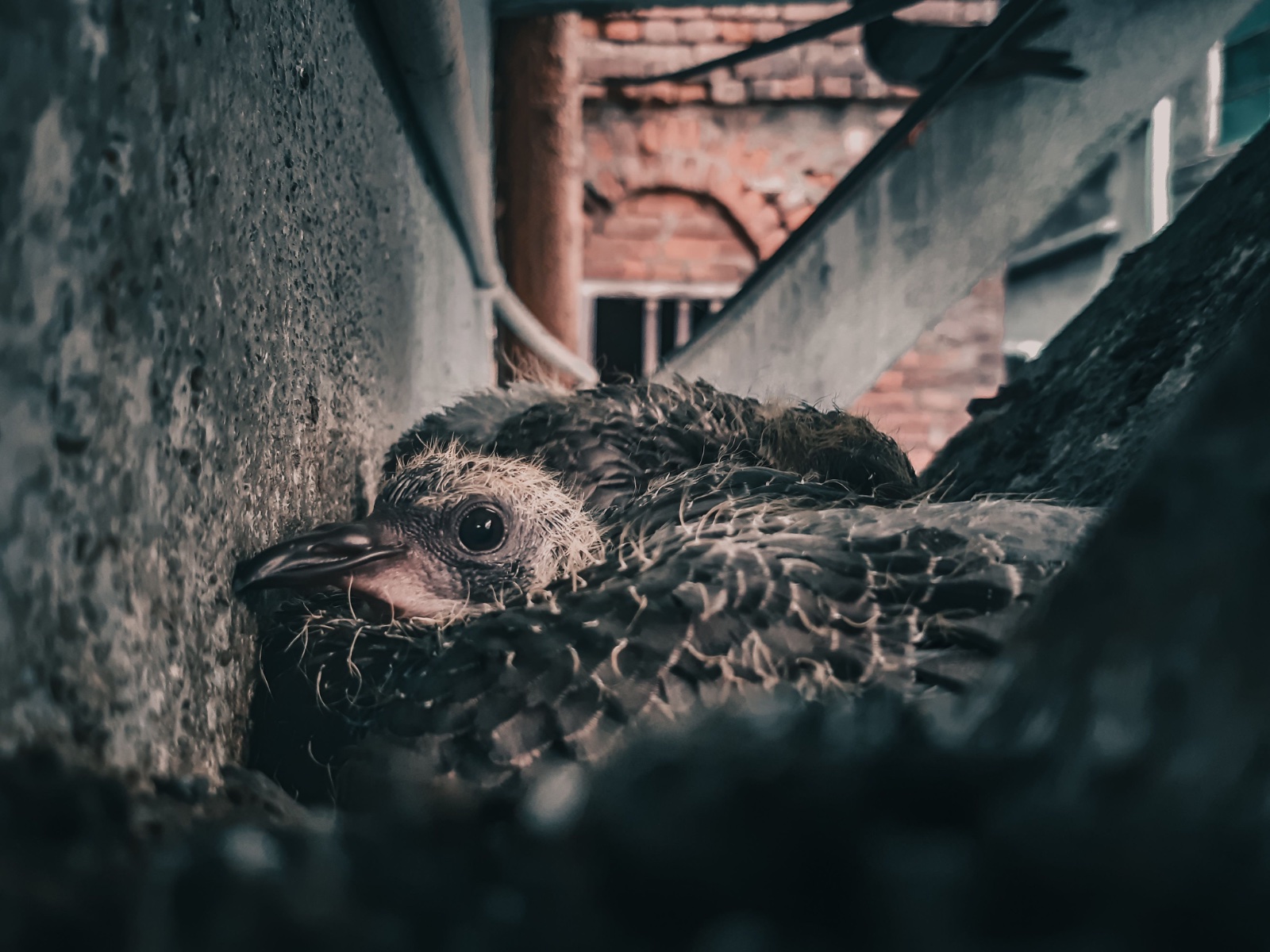 Where Are All the Baby Pigeons?