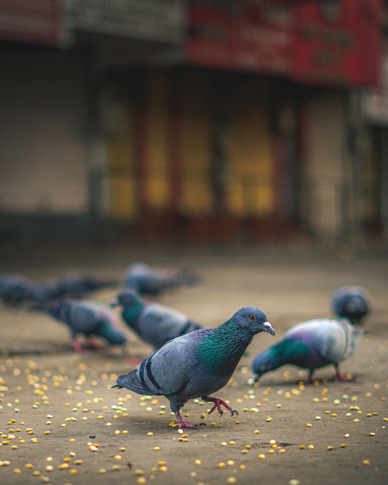 A rock pigeon walking mid-step among scattered corn kernels