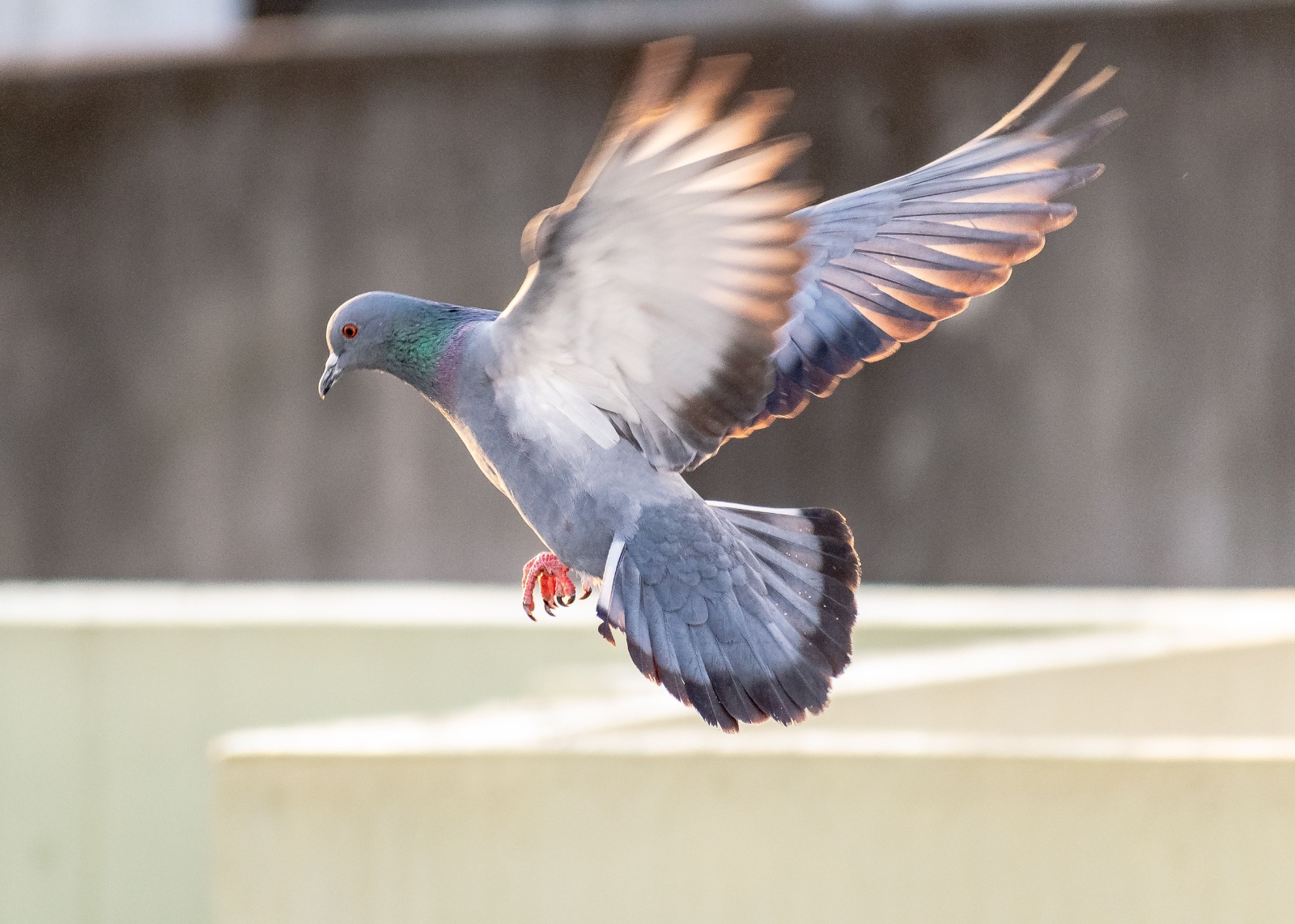 10 Quick Facts About Pigeons