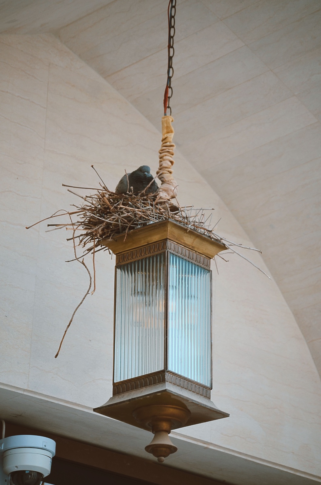 A pigeon sitting in a large stick nest built on top of a hanging lantern