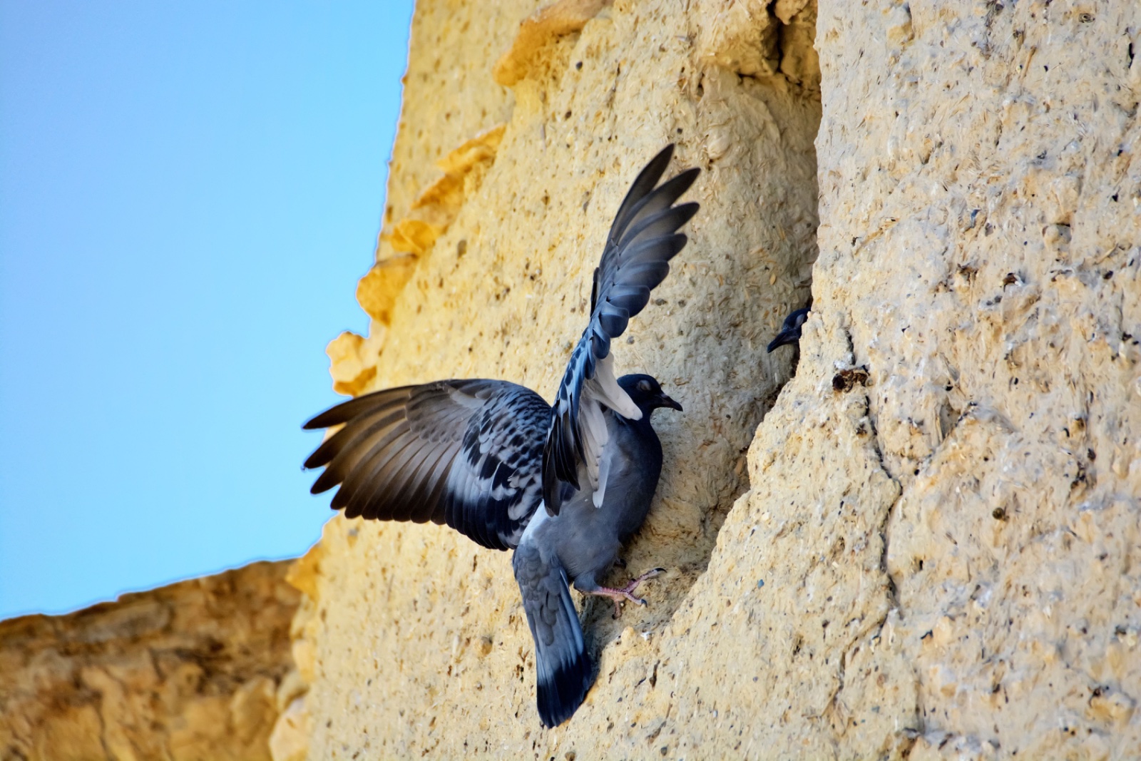 Pigeon Nests: How to Spot One and What to Do Next