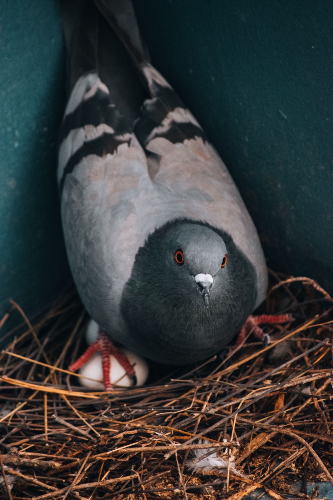 A rock pigeon on its nest with a white egg beneath it