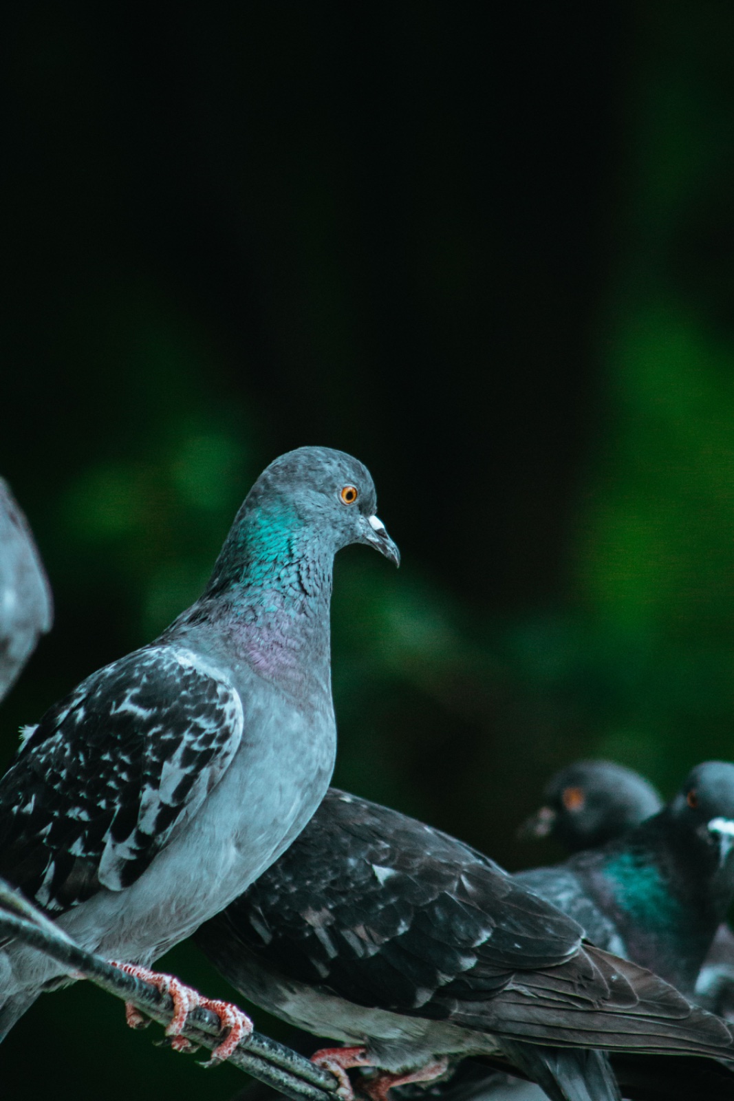 A rock pigeon with an iridescent teal neck perched on a rail