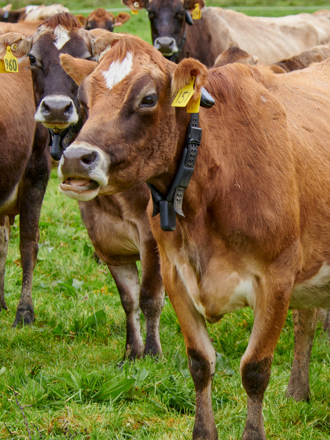myCOW - Agricultural AI Platform