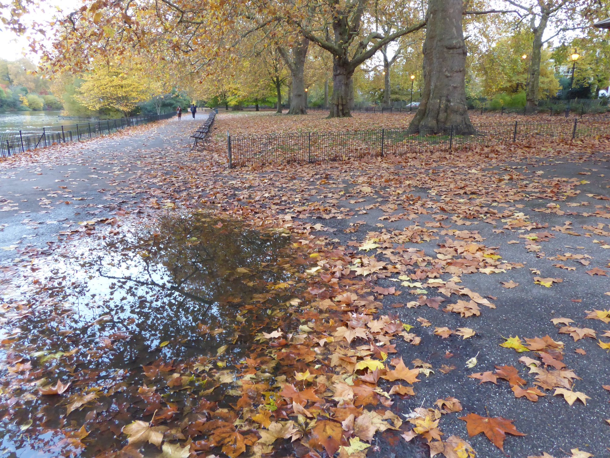 Autumn trees in Battersea Park