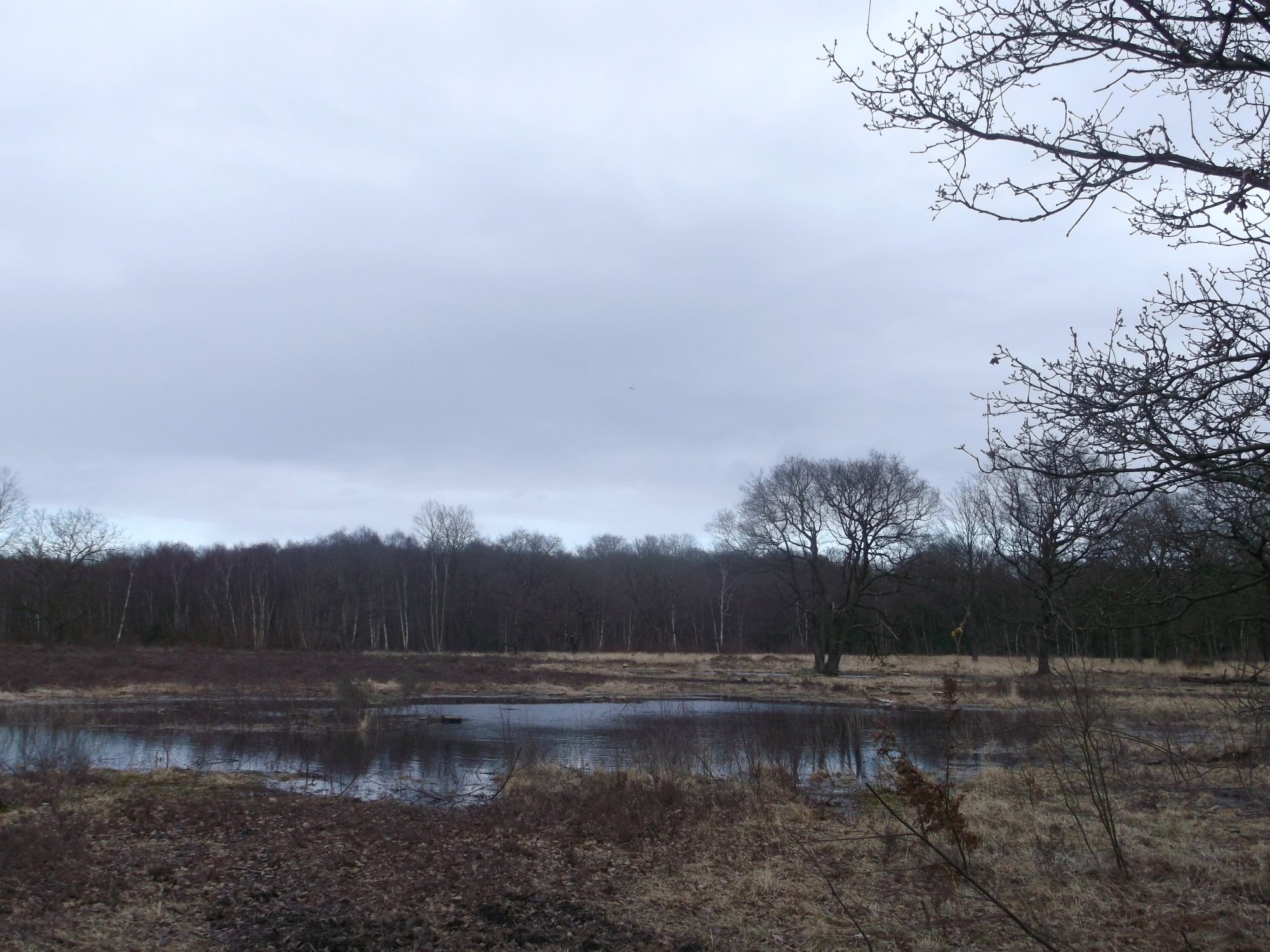 Heath Pond on Putney Heath