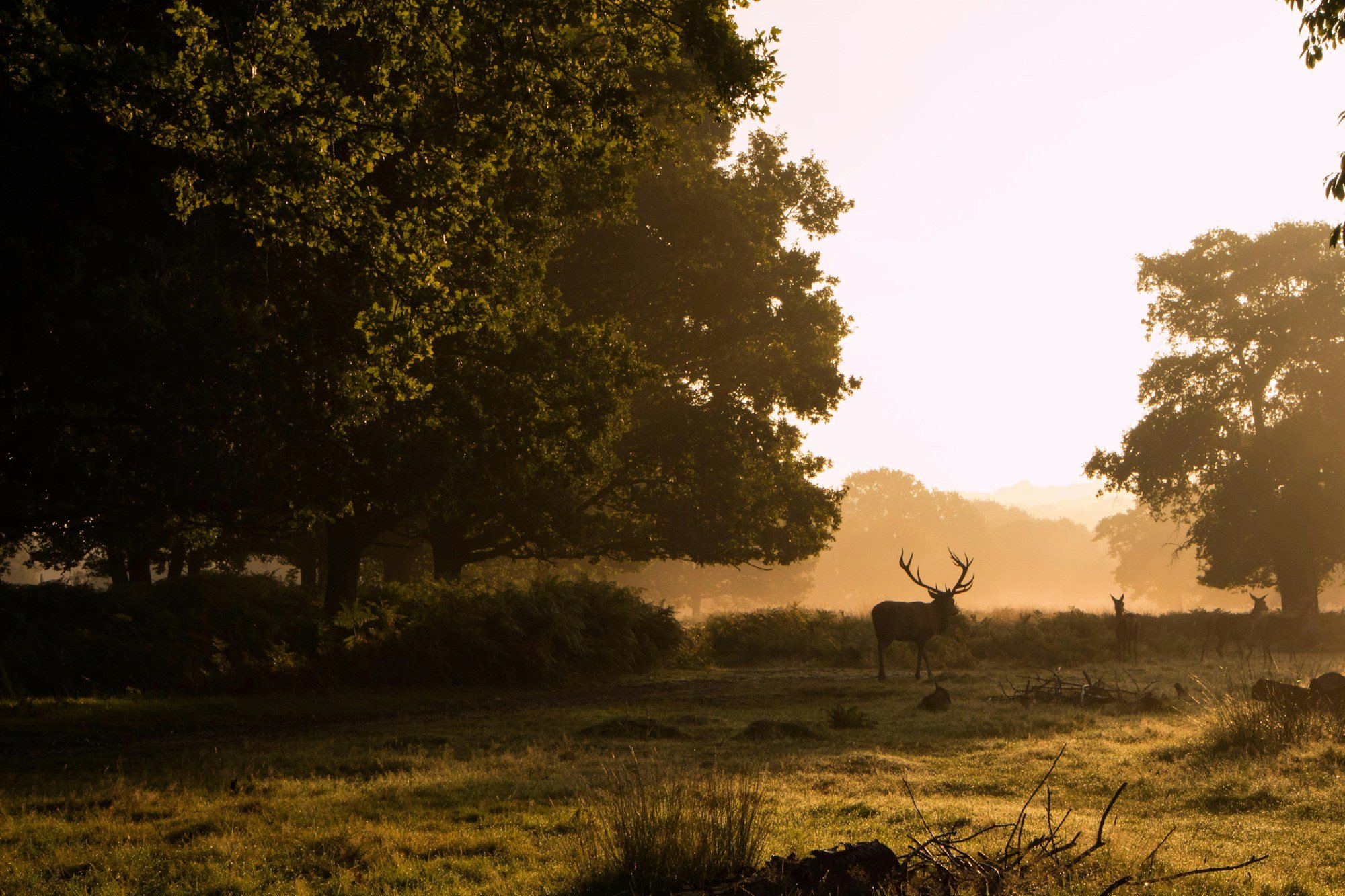 Trees and grassland in Richmond Park