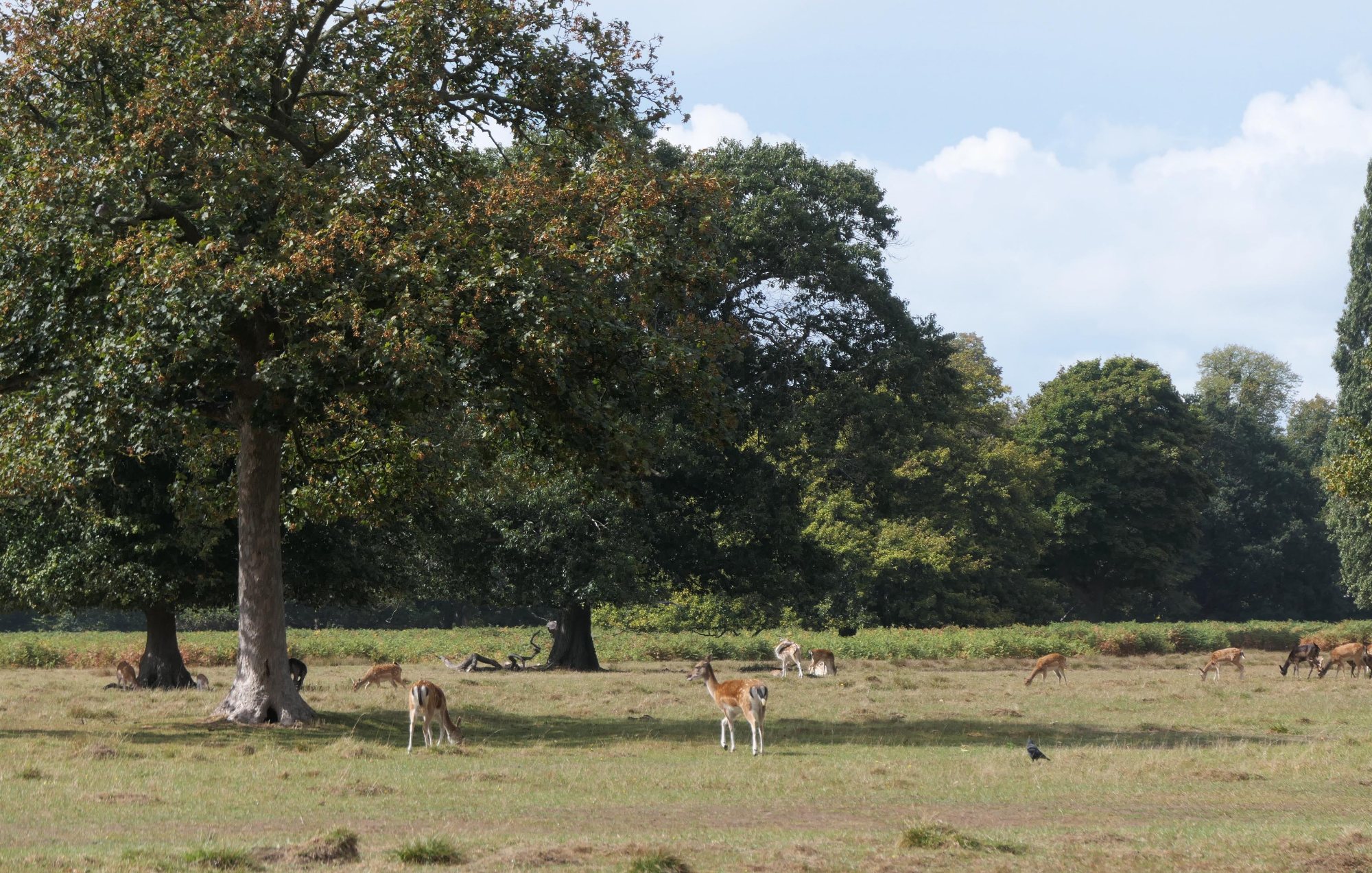 Open parkland in Bushy Park